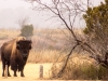 Bison schaut uns an