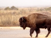 Bison läuft an uns vorbei