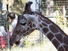 DallasZoo-9